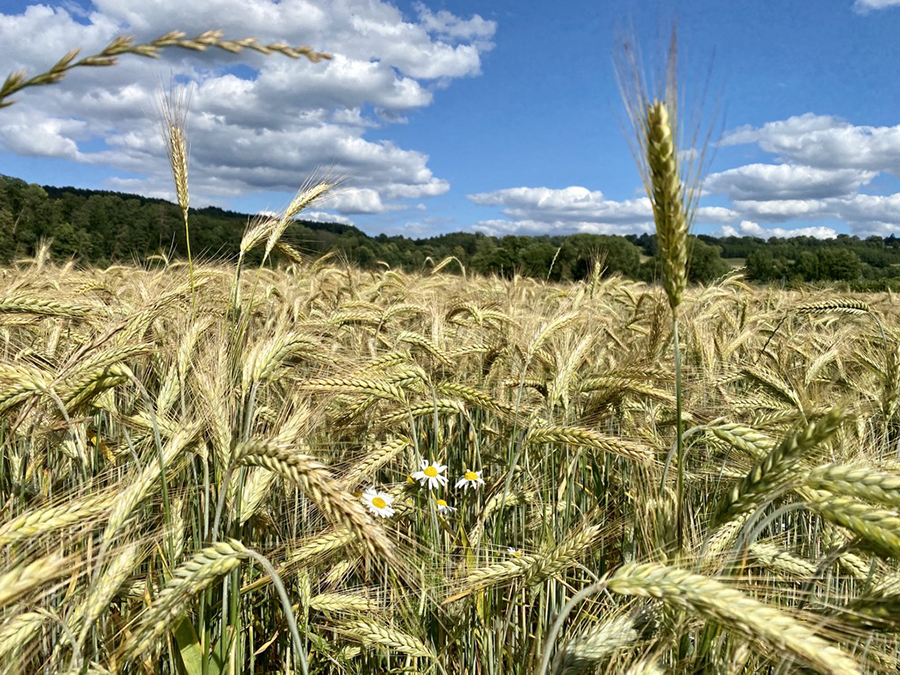 Kornfeld
