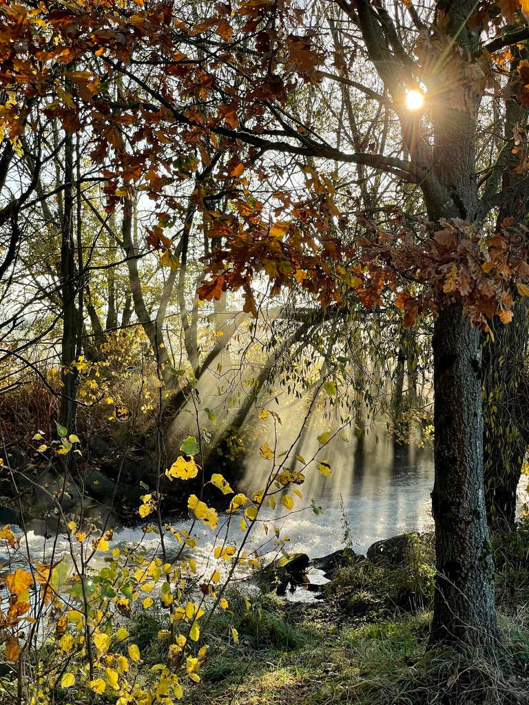 Licht im Wald